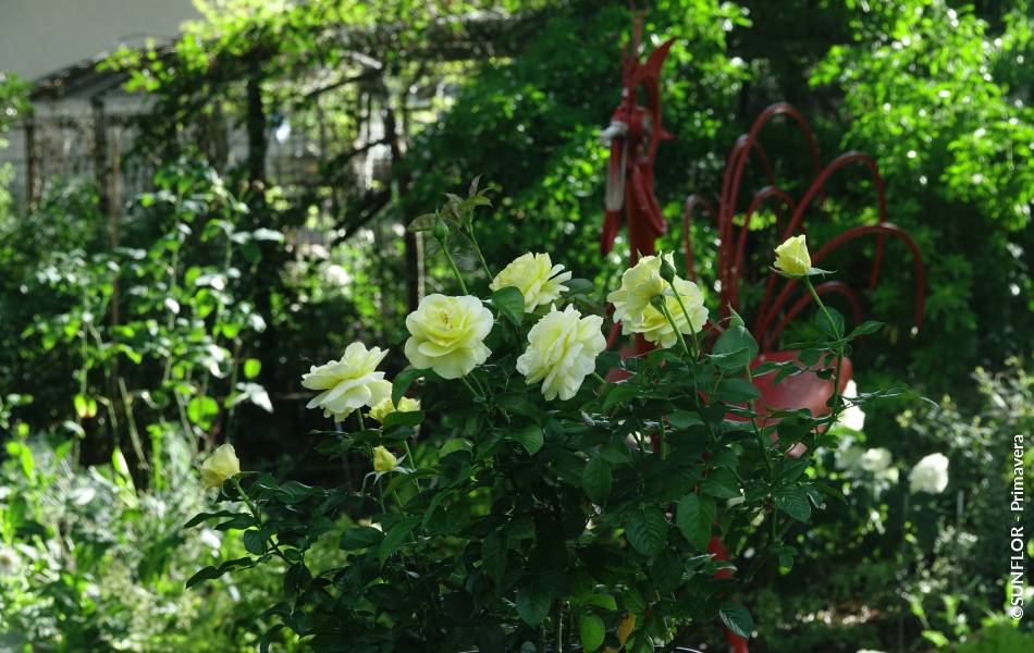 ©SUNFLOR - Primavera